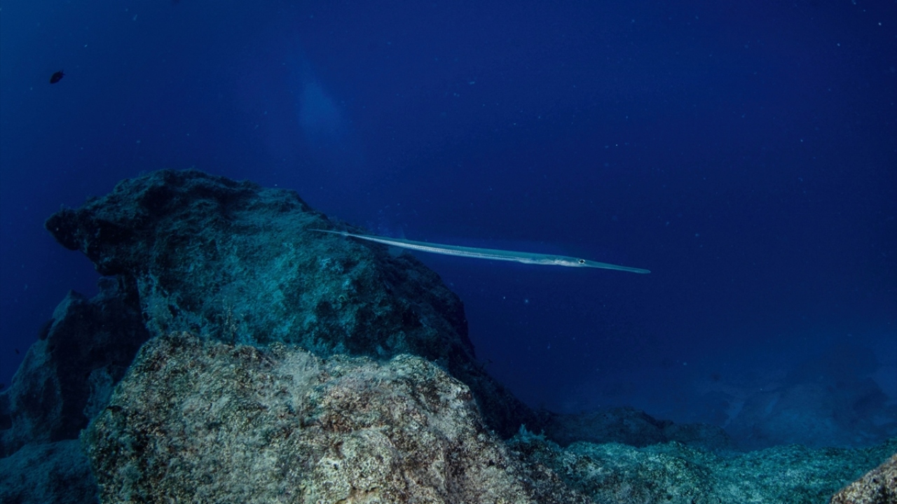 "Her batık çevresini kirletiyor"