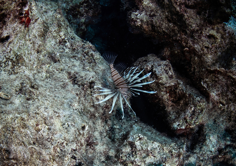 Draman, sürdürülebilir bir dalış turizmi için bir uçak veya tekne batığının güzel olduğunu ancak Disney World gibi her şeyi suyun altına sokmak gibi bir yaklaşımdan uzak durmaya çalıştıklarını sözlerine ekledi.
