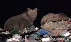 Yaban hayvanları çöplüğün müdavimi oldu