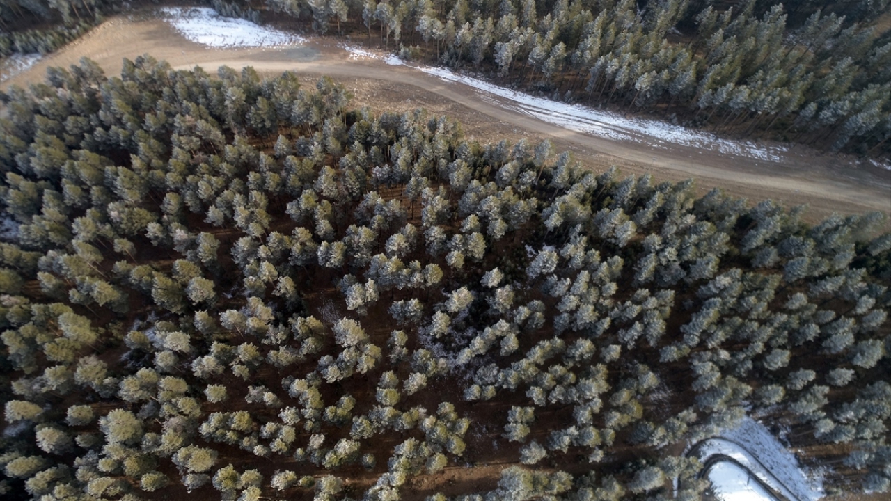Türkiye`nin en yüksek yerleşim birimlerinden olan Kars`ın Sarıkamış ilçesinde kırağı nedeniyle sarıçam ormanları farklı bir güzelliğe büründü.