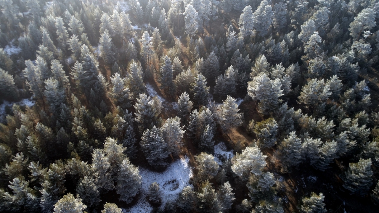 Hava sıcaklığının sıfırın altında 8 dereceye düşmesiyle 2 bin 634 rakımlı Cıbıltepe kayak merkezini çevreleyen sarıçam ormanları drone ile havadan görüntülendi.