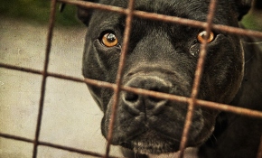 TRT Haber köpek dövüşleri vahşetini araştırdı
