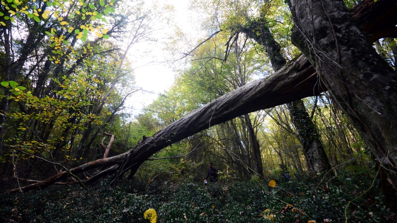 Orman içerisindeki Balkan köylerini gezerek en iyi kareyi yakalamak için çaba sarf eden fotoğraf tutkunları, aynı zamanda doyumsuz bir güzelliğe de tanıklık ediyor.
