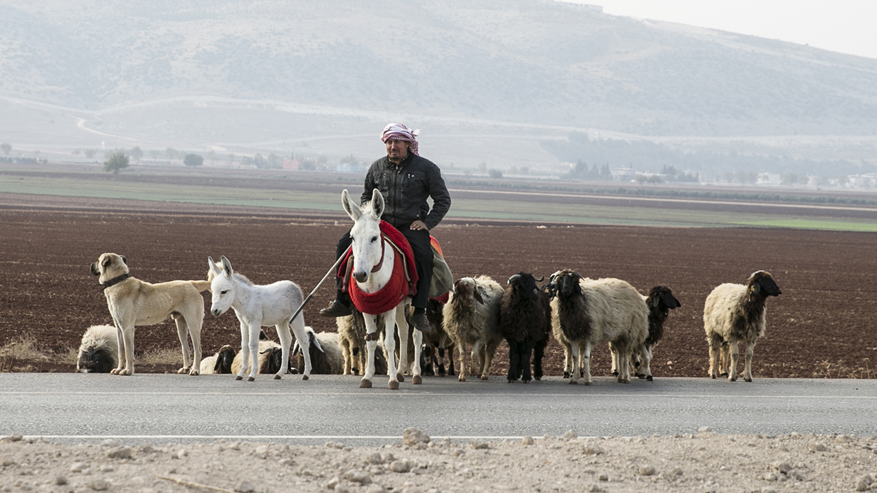 Reyhanlı İlçe Tarım ve Orman Müdürlüğünce 2006 yılında koruma altına alınan ve o dönemde 15 olan beyaz eşek sayısı 108`e ulaştı. 