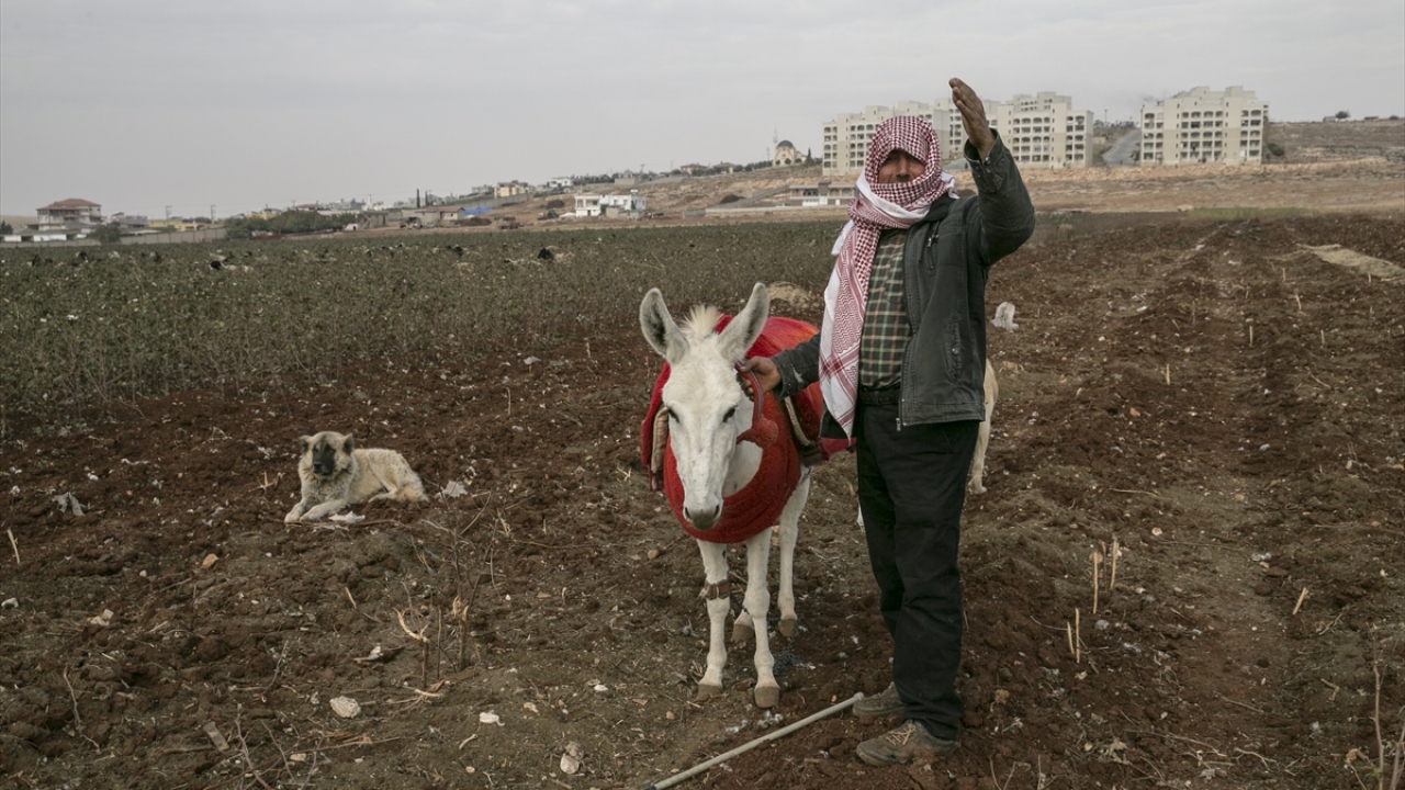 Diğer eşeklere kıyasla daha güçlü ve dayanıklı olan, ortalama ömürleri 10-15 yıl arasındaki beyaz eşekler, çobanların en büyük yardımcılarından.