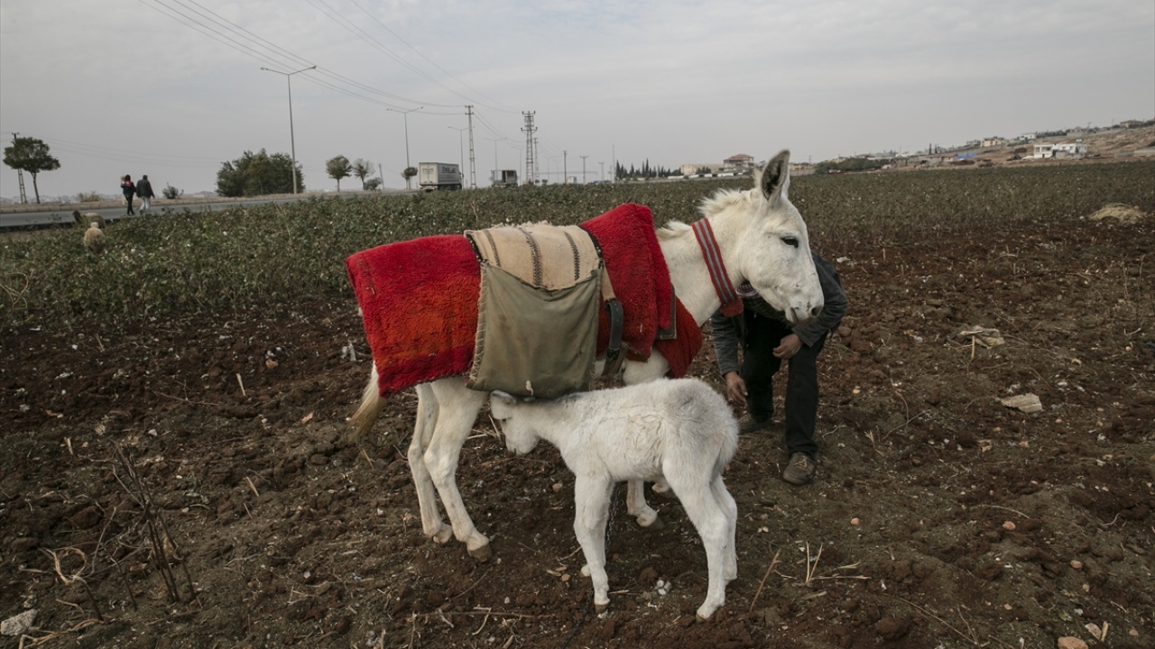Reyhanlı İlçe Tarım ve Orman Müdürü Kahraman Güner, yaptığı açıklamada, beyaz eşeklerin sayısının artmasından mutlu olduklarını söyledi. 
