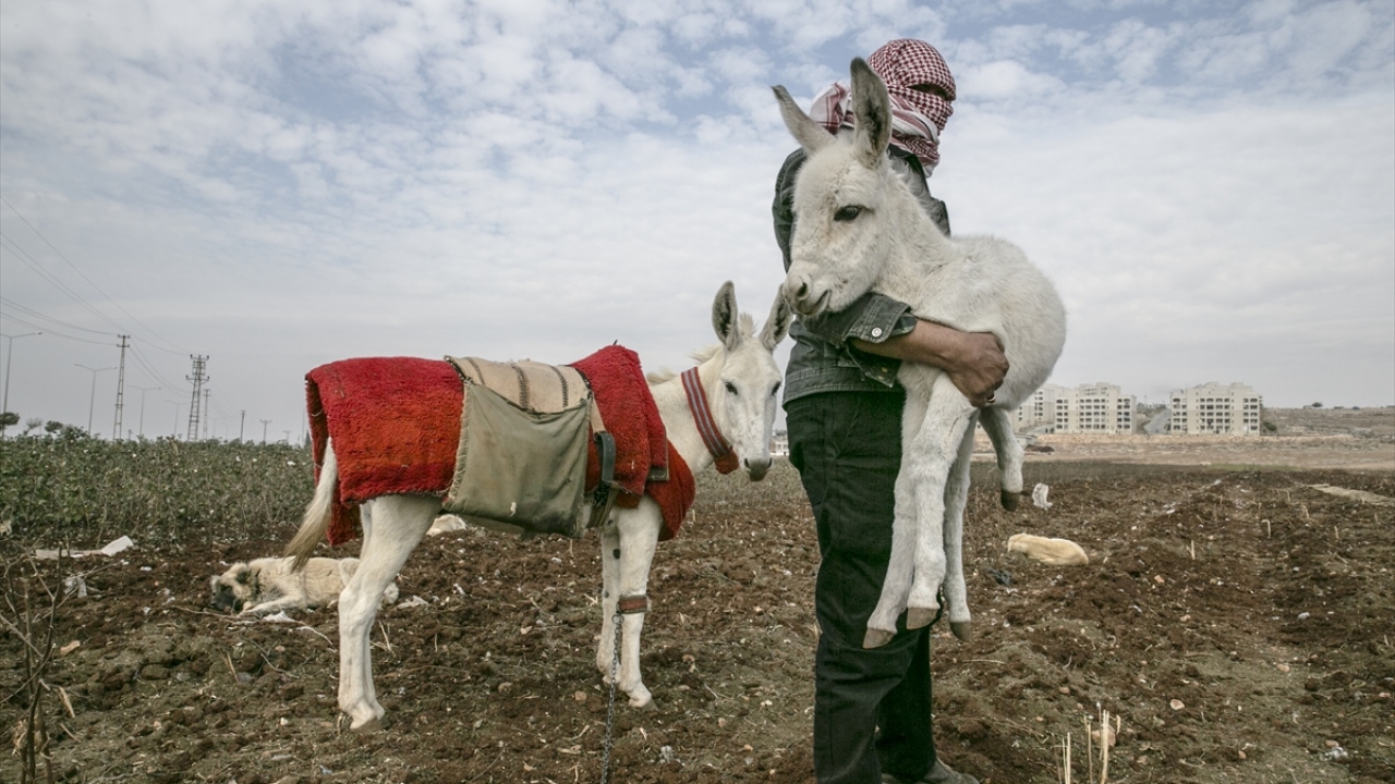 Reyhanlı`da 15 yıldır çobanlık yapan Ahmet Eminoğlu da beyaz eşeklerin kendileri için çok değerli olduğunu belirtti.