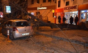 Tekirdağ'da dev ağaç otomobilin üstüne böyle devrildi