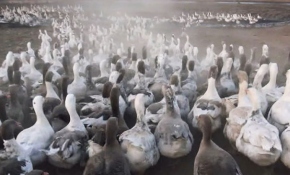 Kaz yetiştiriciliğine talep arttı