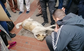 Sakat numarası yapan köpek vatandaşları seferber etti