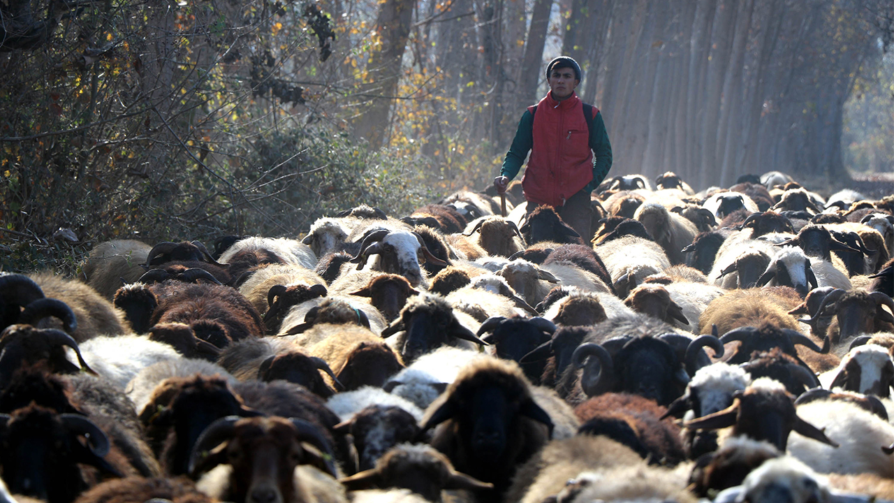 Tokat`ın Pazar ilçesine bağlı Bağlarbaşı köyünde yaşayan Kudret-İsmail Koçak çiftinin 4 oğlundan Ebubekir ve Burhan Koçak kardeşler, küçük yaşta çobanlık yapmaya başladı.