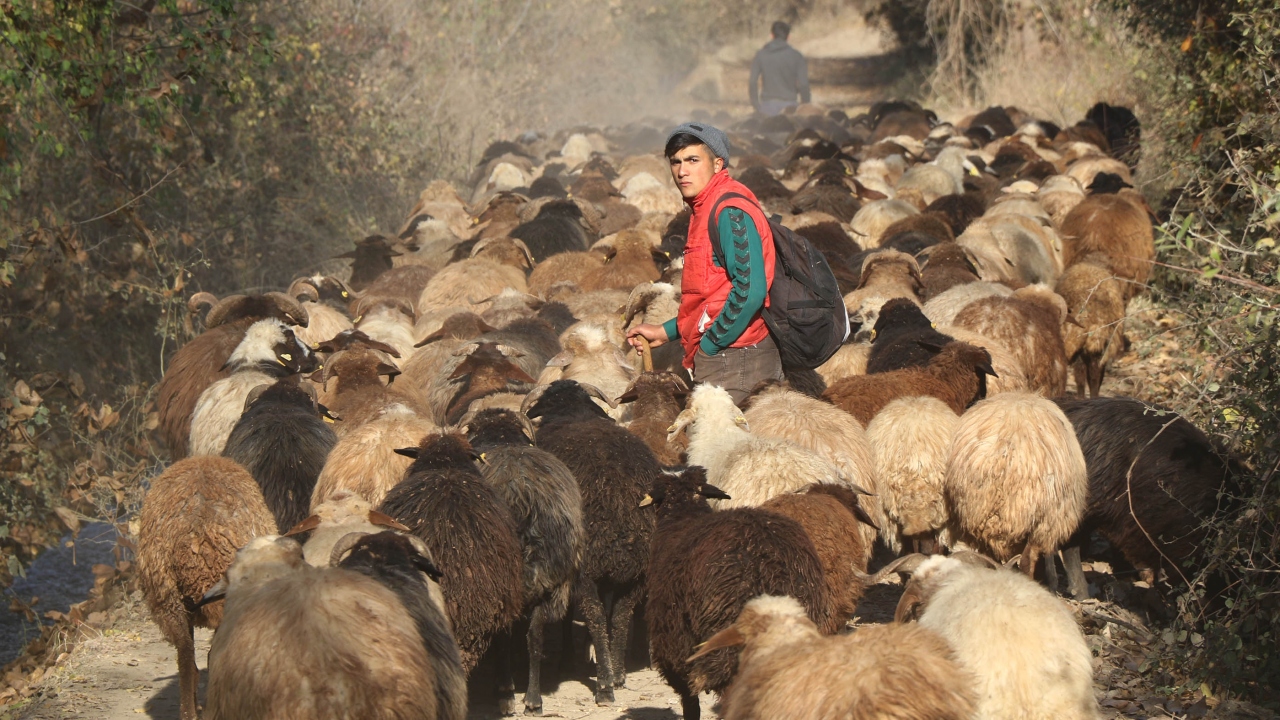 Hevesle başladıkları sürü yönetimi, kısa süre içerisinde kardeşlerde meslek haline geldi. 