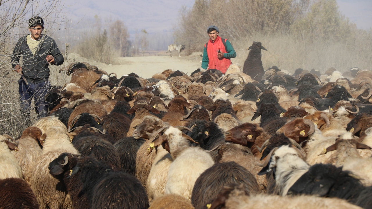 Sabahın erken saatinde evden çıkarak ahıra giden Koçak kardeşler, kuzuları annelerinden ayırarak normal sürülere katıyor.