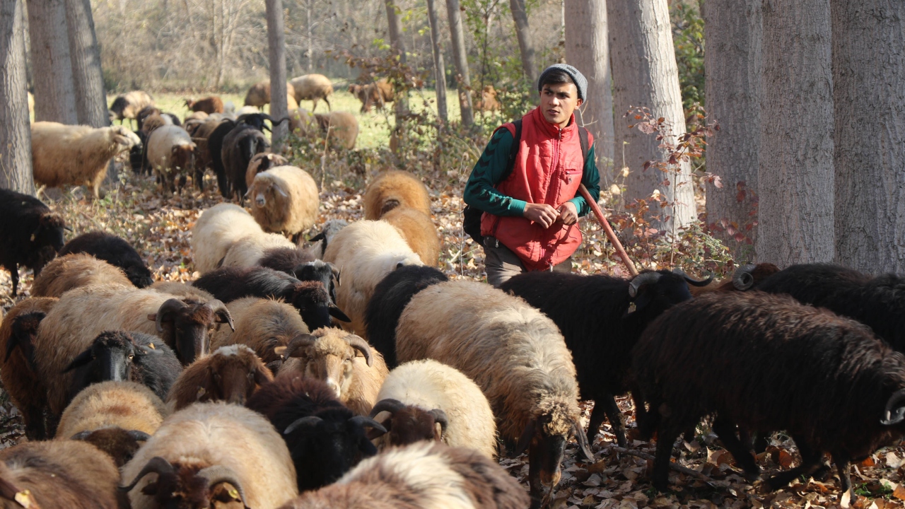 Yeni doğan kuzuları da kucaklarında gezdiren çoban kardeşler, havanın kararmasıyla birlikte mesailerini tamamlayarak köye dönüyor.