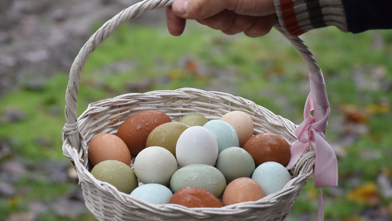 İnegöl`de kurduğu çiftlikte süs tavuğu yetiştiriciliği yapan, aynı zamanda İnegöl Süs Tavukları ve Bahçe Hayvanları Yetiştiriciliği Derneği Başkanı olan Talat Korkut, ürettiği 7 farklı renkteki yumurtalarla dikkat çekiyor.