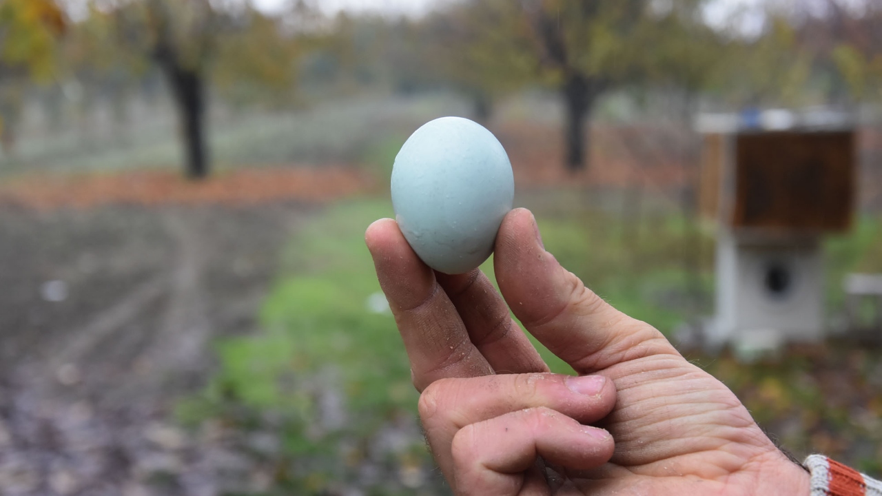 Korkut`un, tanesini 10 liradan sattığı renkli yumurtalara özellikle çocuklar ilgi gösteriyor.