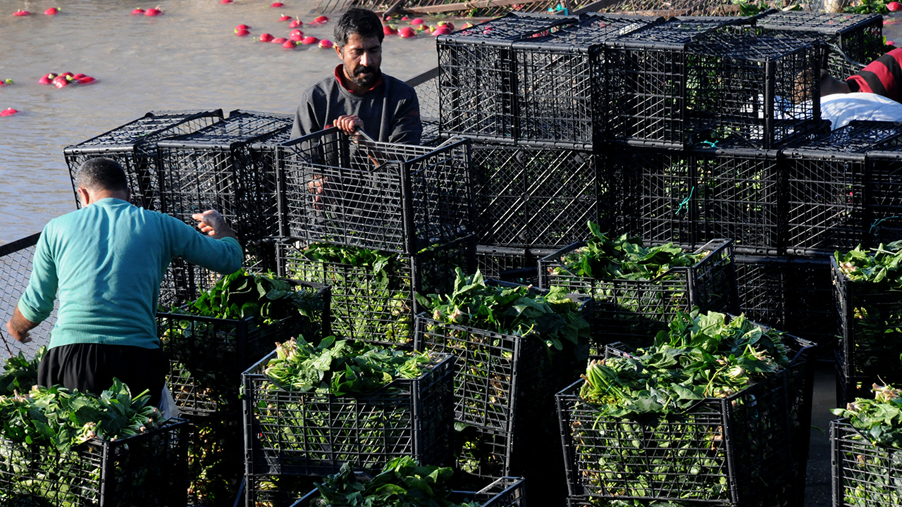 Kadirli Ziraat Odası Başkanı Hanifi İspir, ilçede yaklaşık 20 bin dönüm alanda  ıspanak yetiştiriciliğinin yapıldığını söyledi.
