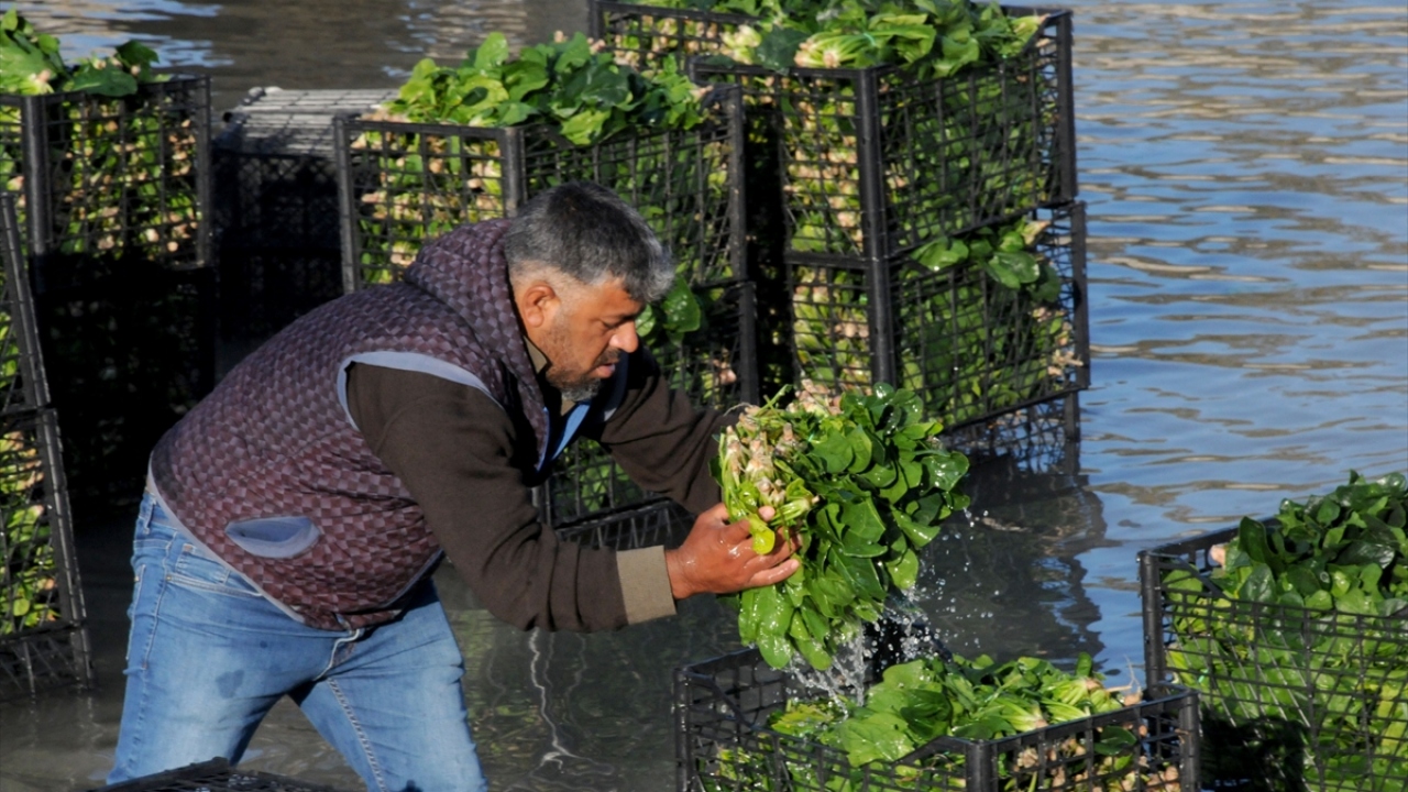 Ispanak hasadının yaklaşık dört ay sürdüğünü dile getiren İspir, hasat süresince toplama, yıkama, kasalama ve nakliye aşamalarında 2 bin kişiye istihdam sağlandığını kaydetti.