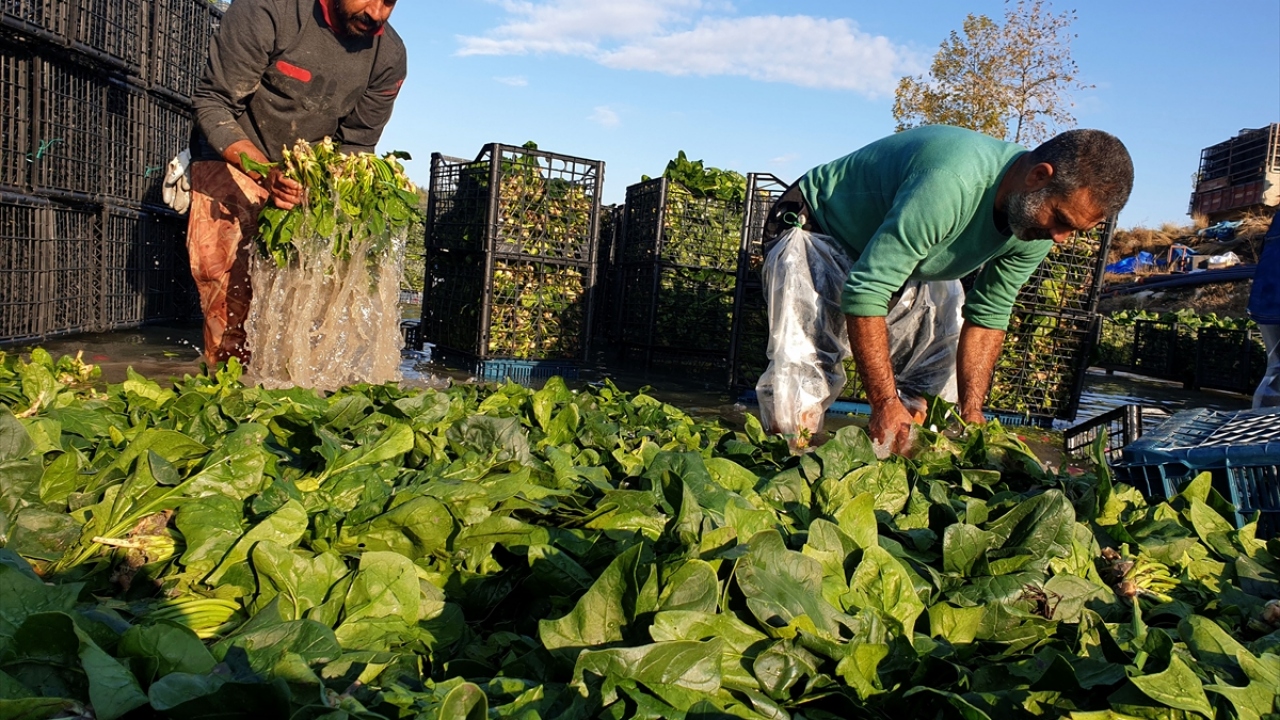 İspir, hasadına başlanan ıspanakta hiçbir sıkıntının bulunmadığını, herkesin gönül rahatlığıyla tüketebileceğini kaydetti.