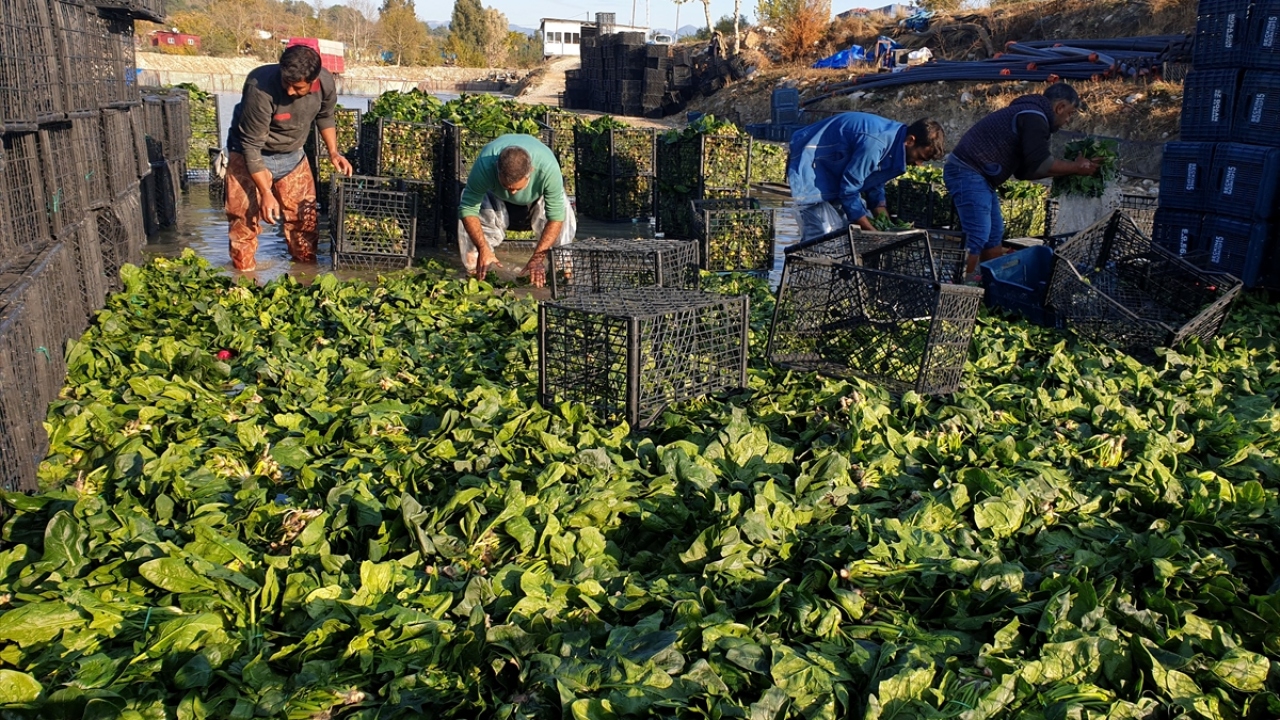 Üreticilerden Soner Topalhan ise zehirlenme vakaları üzerine hasadına biraz buruk başladıkları ıspanakta dekardan 1000 ila 2 bin kilogram ürün aldıklarını belirtti.