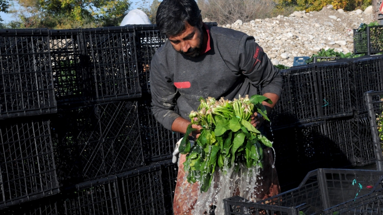 İlçede 40 yıldan bu yana ıspanak yetiştiriciliği yaptığını aktaran Topalhan, "İlk defa böyle kötü bir şekilde hasada başladık. Kilogramı 2 lira civarında satılan ıspanak, söylentiler nedeniyle 50 kuruşa kadar düştü. İnşallah düzelir." dedi.