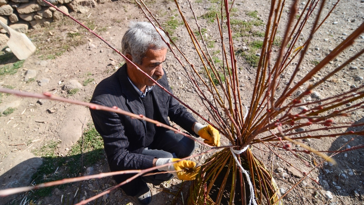 Tokat, evinin ahırında birkaç gün söğüt dallarını beklettikten büyük emeklerle el emeği göz nuru sepetleri üretiyor.
