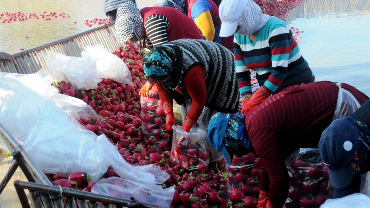 Daha sonra Savrun Çayı üzerinde kurulan havuzlara dökülen turplar, burada yıkanıp temizlendikten sonra poşetlere konularak satışa hazır hale getiriliyor.