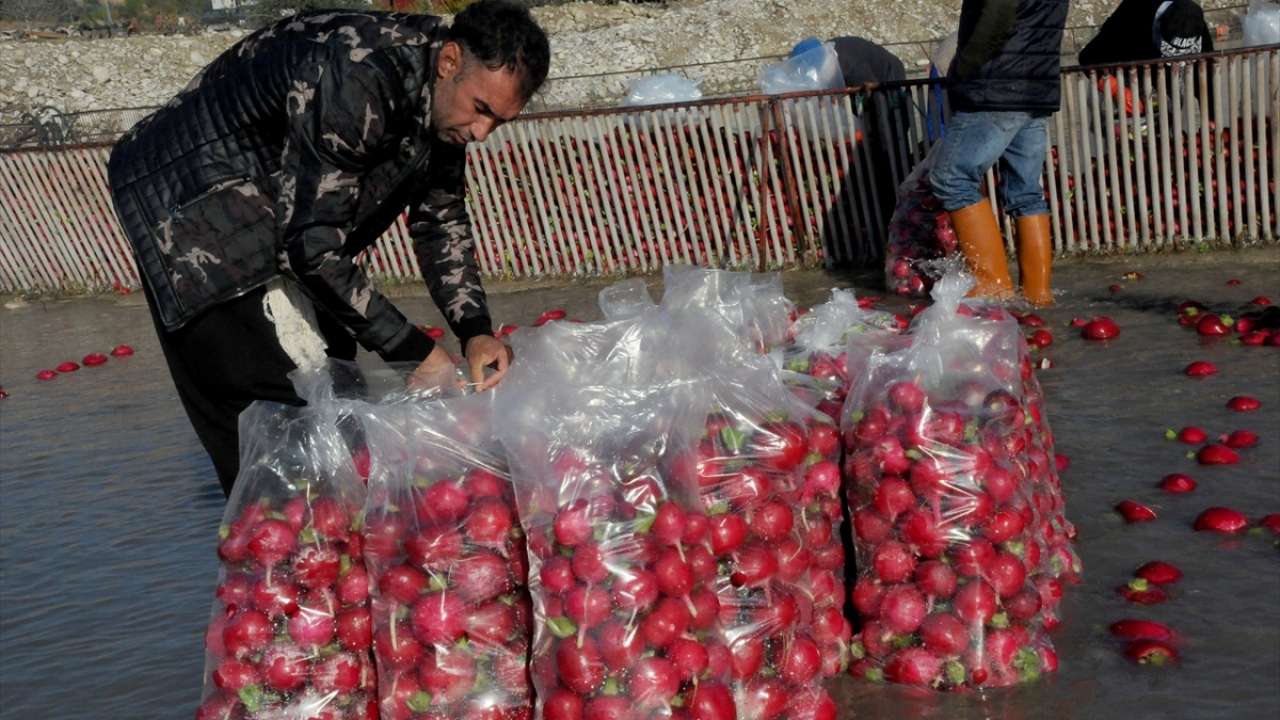 Kadirli Ziraat Odası Başkanı Hanifi İspir, Kadirli`de yaklaşık 30 bin dekar alanda turp üretiminin yapıldığını söyledi.