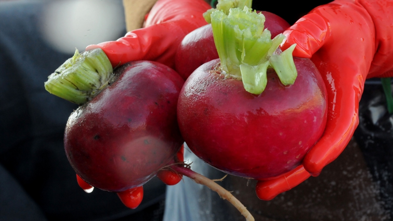 Türkiye`nin turp üretiminin yüzde 70`inin Kadirli`den karşılandığını ifade eden İspir, ürünün ortalama 5 bin kişiye de iş olanağı sağladığını kaydetti.