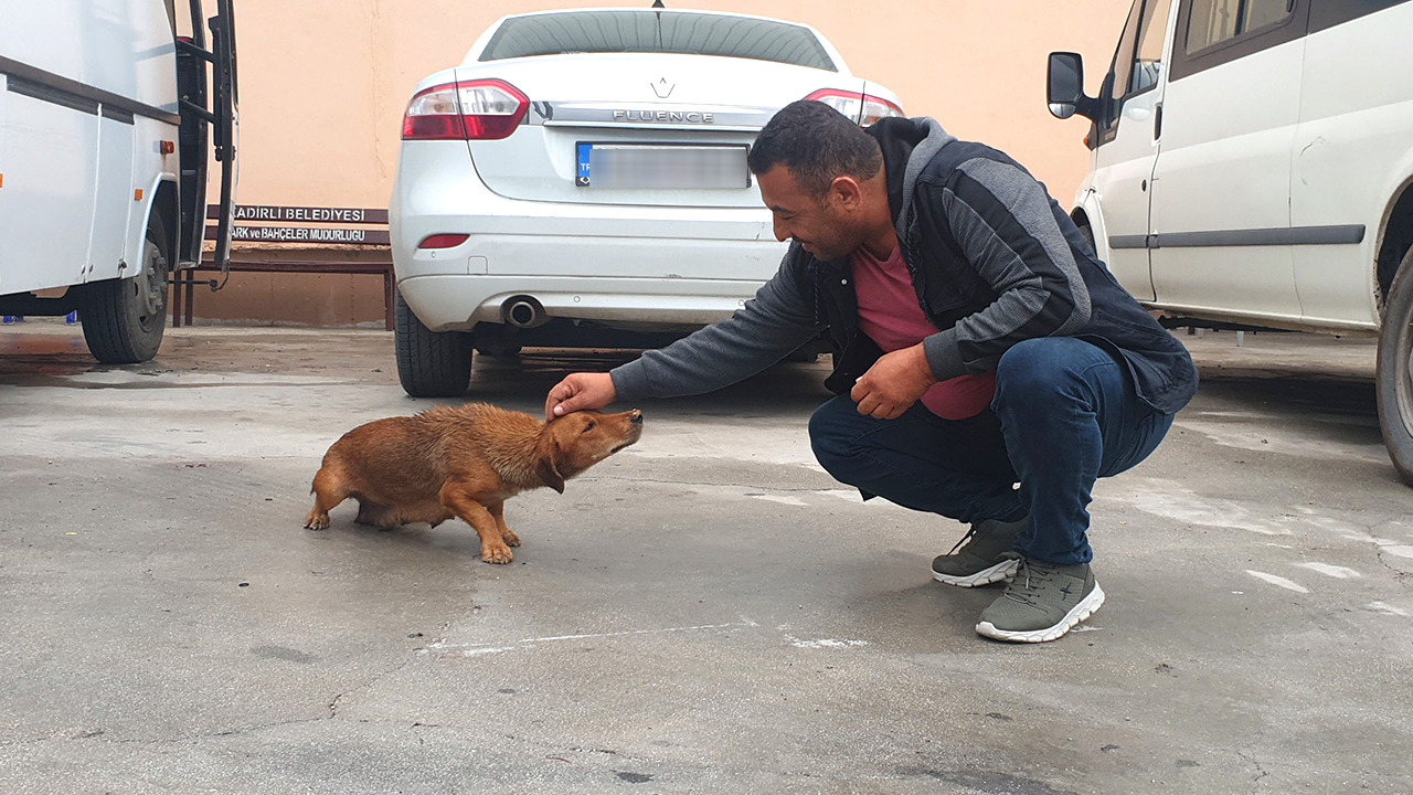 7 yaşındaki Arif Çolakça, Kadirli-Sumbas kara yolunda babası Memduh Çolakça`nın kullandığı arabayla seyahat ederken yol kenarında bir çuvalın içinde köpek olduğunu fark etti. 