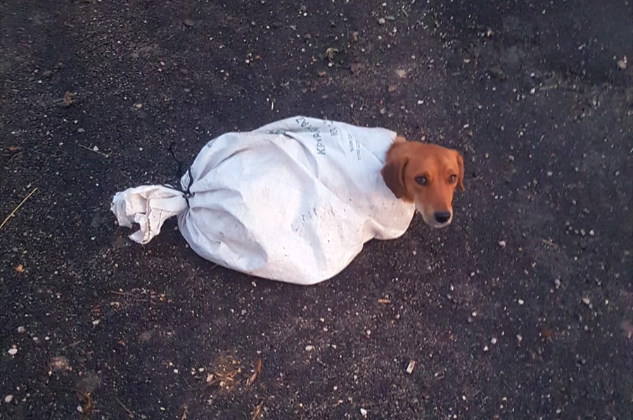 Oğlunun uyarması üzerine aracını yol kenarına çeken baba Çolakça, hayvanın yanına gitti. 