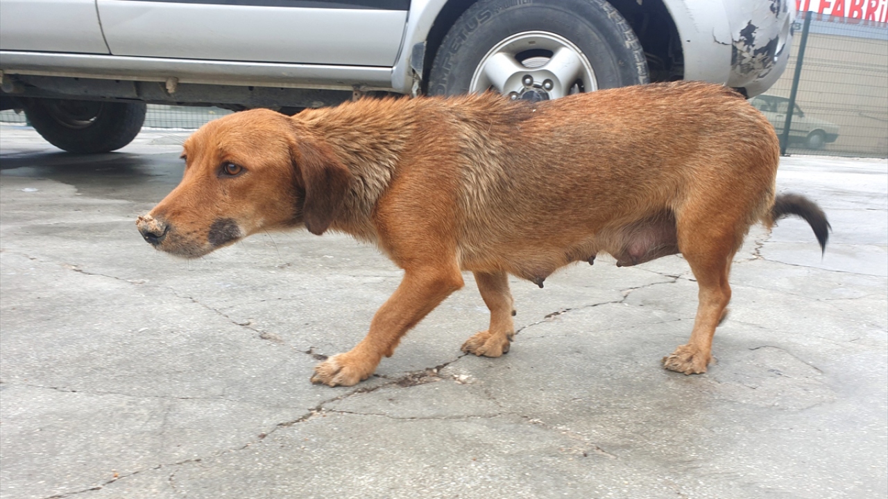 Baba Çolakça ve oğlu, baş kısmı hariç çuvalın içinde konan köpeği kurtardı.