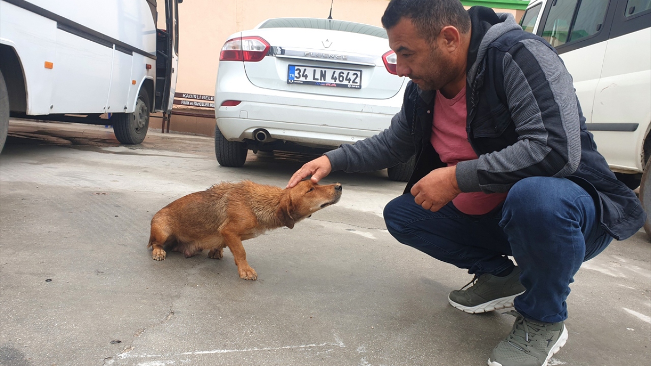 Köpek, haber verilen Kadirli Belediyesi ekiplerince barınağa götürüldü. 