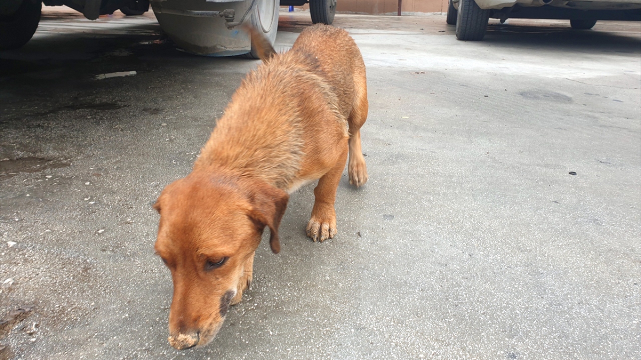 Hayvan barınağı sorumlusu Veteriner Hekim Murat Tıraş ise haber verilmesi üzerine aldıkları gebe köpeğin tedavisi, bakımı ve beslenmesini yapacaklarını kaydetti.