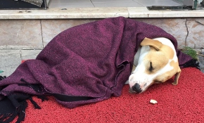 Üşüyen köpeğe örtülen battaniye yürekleri ısıttı