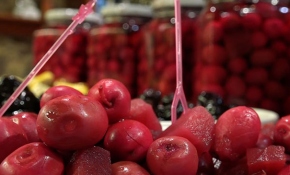 Balıkesir'de kırmızı zeytin üretildi