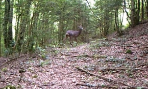 Yaban hayatı fotokapanlarla takip ediliyor