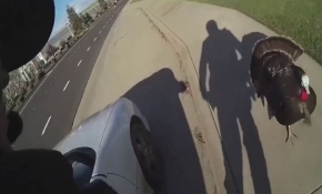 ABD'de hız yapan sürücüyü trafik cezasından hindi kurtardı