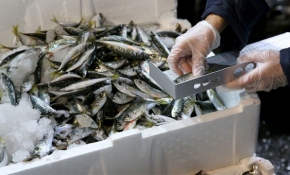 Başkentte balıkçılar tek tek denetlendi