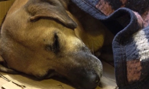 Soğuktan titreyen köpek minder ve battaniyeyle ısıtıldı