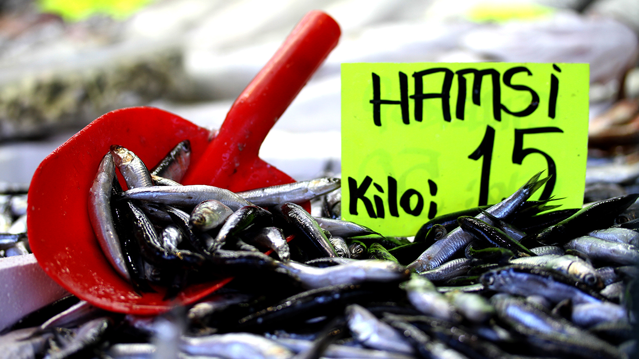 Akçakoca Su Ürünleri Kooperatifi Başkanı Mustafa Karakaş, hamsinin Doğu Karadeniz`e mevsimsel göçünün başladığını bildirdi.