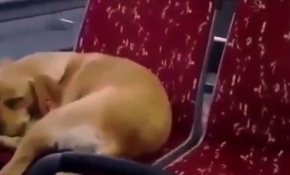 Soğukta üşüyen köpeği otobüse bindirdi