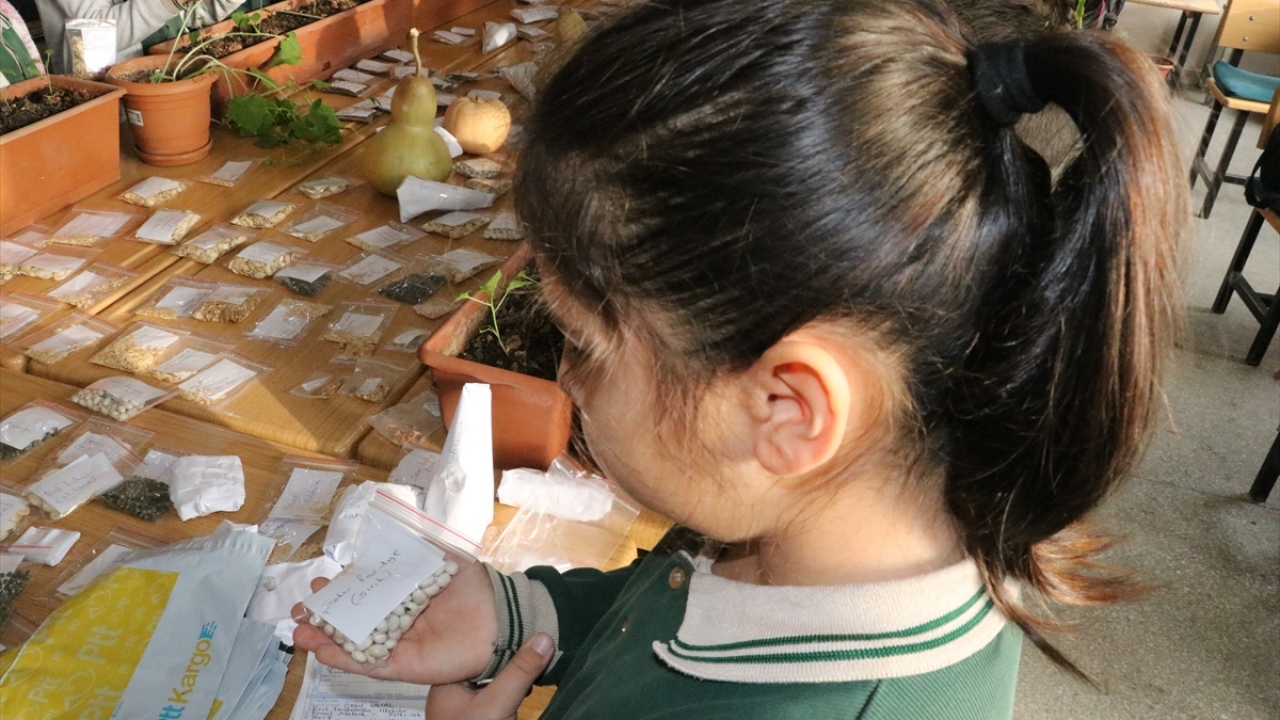 Milli Eğitim Bakanlığı 2023 Eğitim Vizyonu kapsamında yapılan ekimlerde kullanılan ata tohumlarından yeni tohumlar elde edildi.