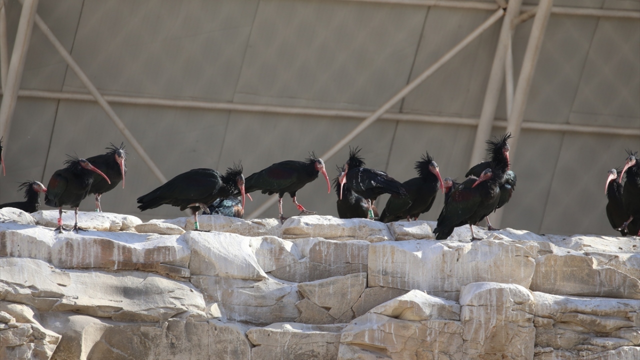 Birecik`te 42 yıl önce 11 kelaynakla kurulan Kelaynak Üretme İstasyonunda, bu kuş türünün sayısının artması için çeşitli çalışmalar sürdürülüyor.