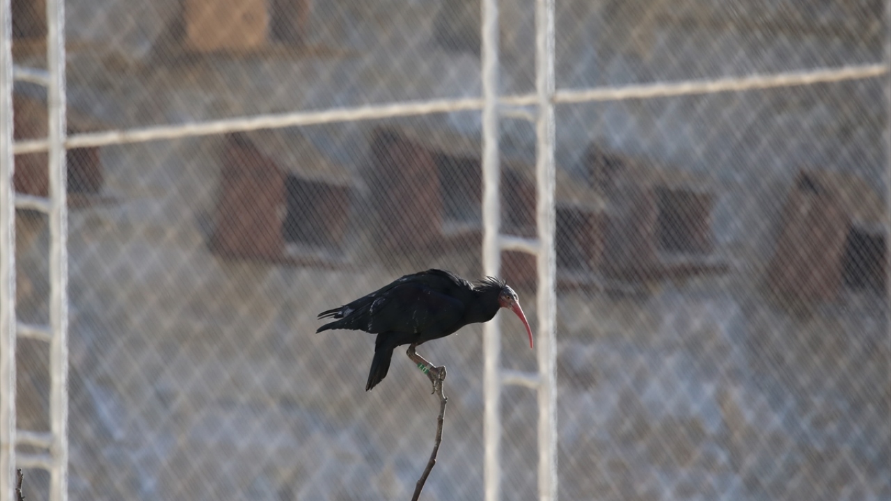 Kan örnekleri alınıp halkalama işlemleri yapılan kuşlardan bu yıl yuvaya 25 yavrunun katıldığı belirlendi.