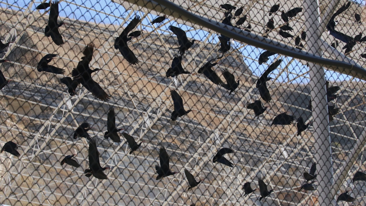Doğaya bırakılan kuşlardan bazılarının göç ettiği ve bazılarının da doğada yuva kurduğu tahmin ediliyor.