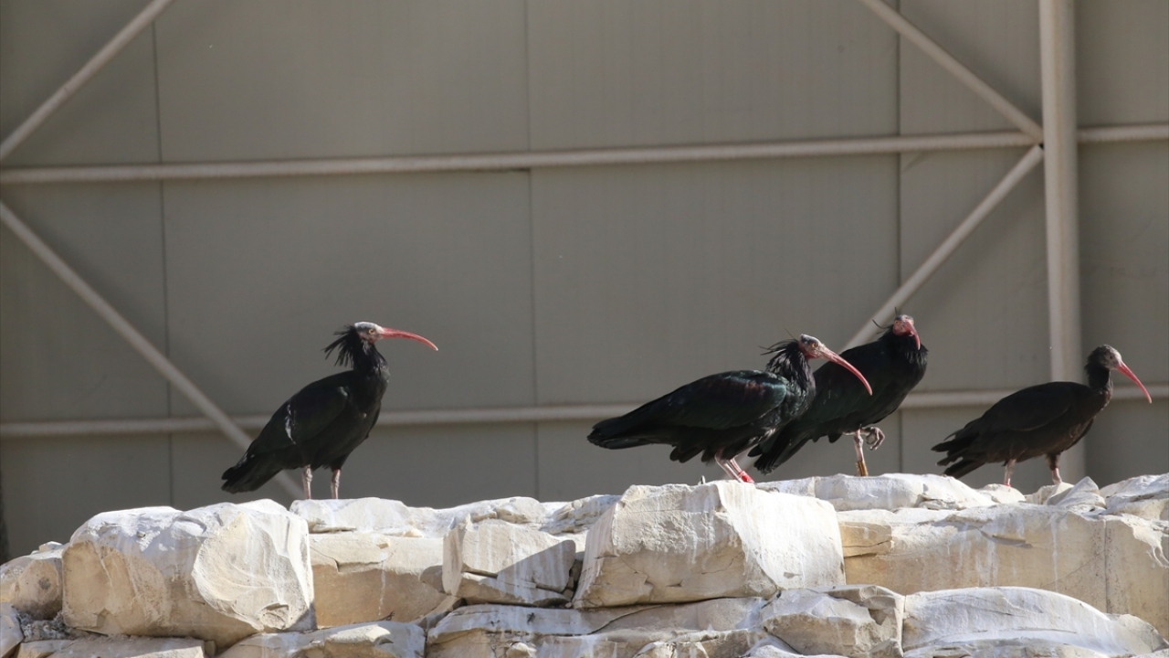 Birecik`teki istasyonda şubatta doğaya bırakılan 261 kelaynaktan 253`ü uzman personel tarafından haziran ayında yakalanarak kafeslere alındı.
