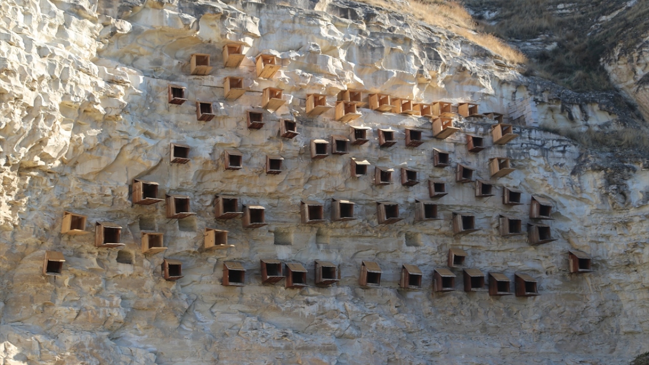 Üreme dönemi olan şubat ayında Fırat Nehri kıyısındaki doğal yaşam alanlarına bırakılan kelaynaklar, göç mevsimi olan haziranda tekrar kafeslere alınıyor.