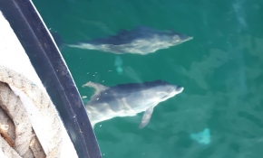 Tekirdağ'da balıkçılara eşlik eden yunuslar renkli görüntüler oluşturdu