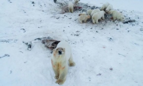Rusya'da aç kutup ayıları yerleşim yerine indi
